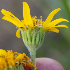 Arnica chamissonis