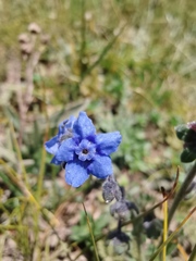 Cynoglossum amabile