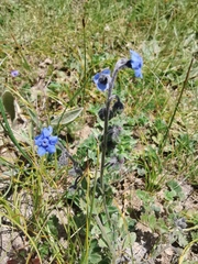 Cynoglossum amabile