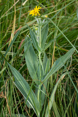 Arnica chamissonis