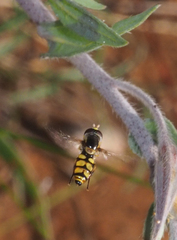 Simosyrphus grandicornis