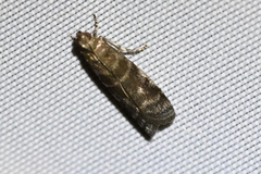 Phycitini