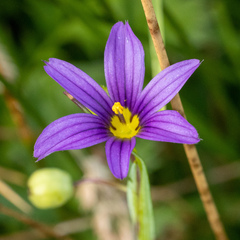 Sisyrinchium