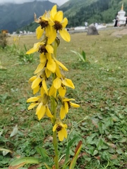 Ligularia
