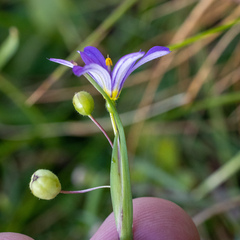 Sisyrinchium