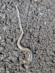 Anguis fragilis