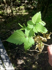 Rubus hawaiensis