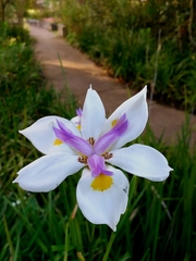 Dietes grandiflora
