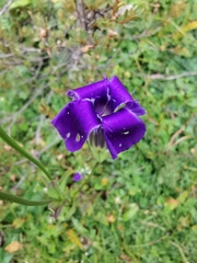 Gentianopsis