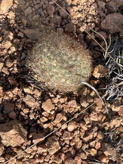 Pediocactus simpsonii