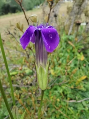 Gentianopsis