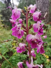 Pedicularis davidii