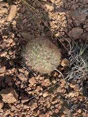 Pediocactus simpsonii