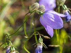Campanula rotundifolia