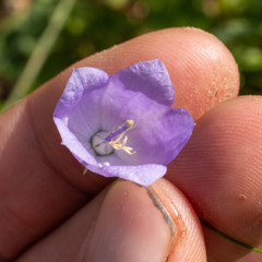 Campanula rotundifolia