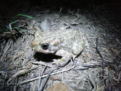 Bufotes viridis balearicus