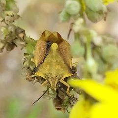 Carpocoris fuscispinus