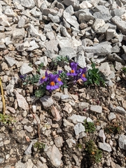 Linaria alpina