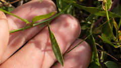 Campanula rotundifolia