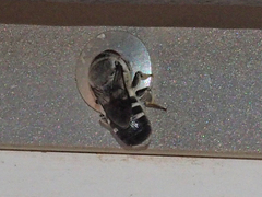Megachile