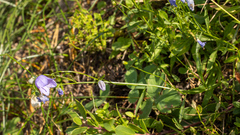 Campanula rotundifolia