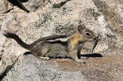Callospermophilus lateralis