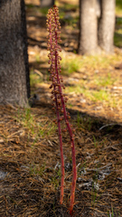 Pterospora andromedea