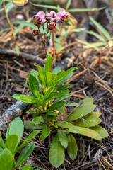 Chimaphila umbellata