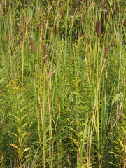 Typha angustifolia