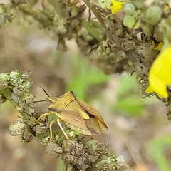 Carpocoris fuscispinus