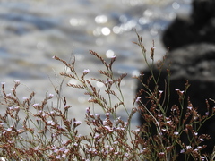 Limonium aegaeum