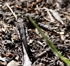 Trimerotropis fontana