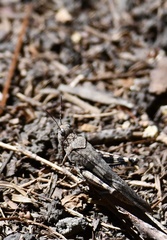 Trimerotropis fontana