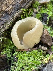 Pezizaceae