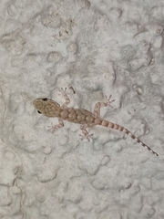 Tarentola mauritanica