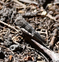 Trimerotropis fontana