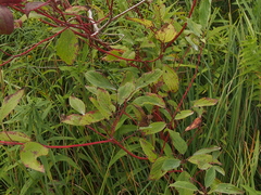 Cornus sericea