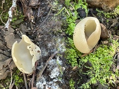 Pezizaceae