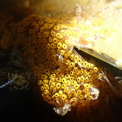 Botrylloides diegensis