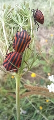 Graphosoma italicum italicum