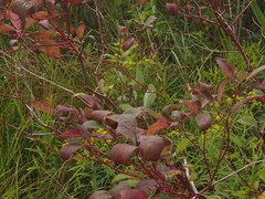 Cornus sericea