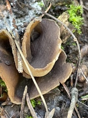 Pezizaceae