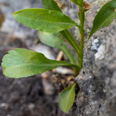 Solidago multiradiata