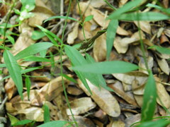 Crotalaria lanceolata