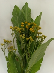 Tanacetum balsamita
