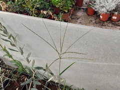 Digitaria ciliaris