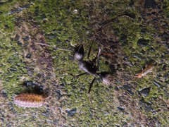 Camponotus japonicus