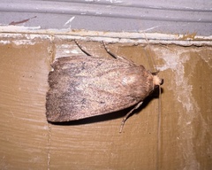 Amphipyra tragopoginis