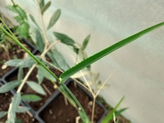 Digitaria ciliaris