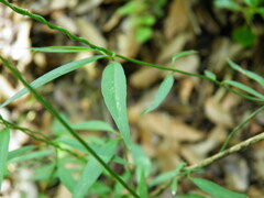 Crotalaria lanceolata